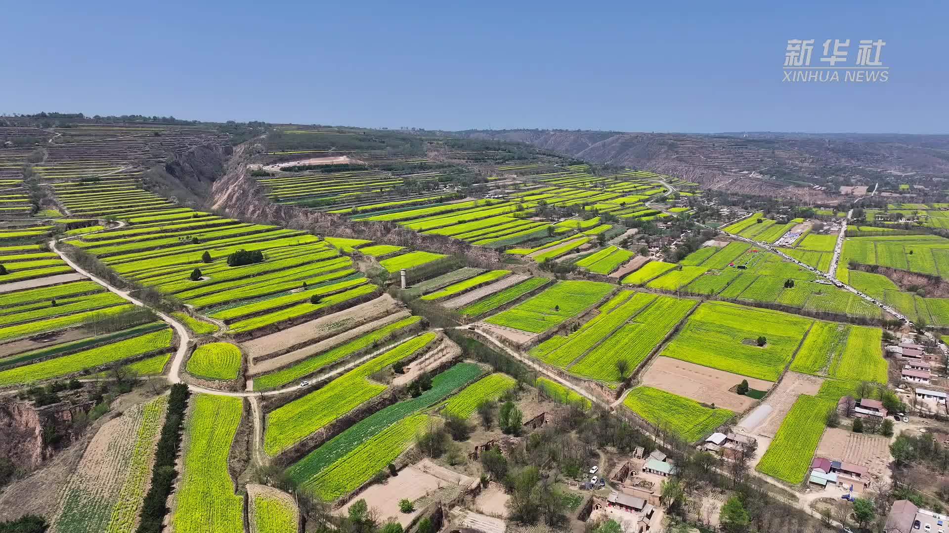 甘肃庆阳：30万亩油菜花竞相绽放 农旅融合点亮乡村活力