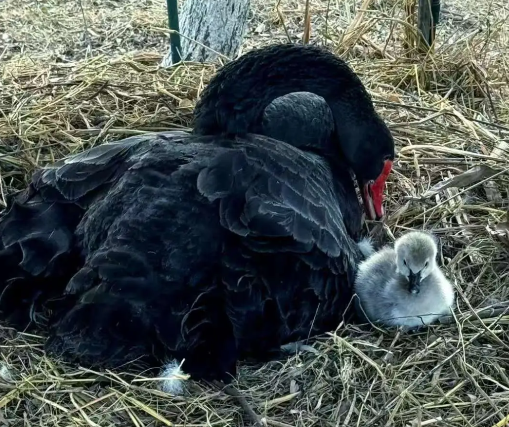 刚出生的黑天鹅幼崽活泼可爱，迅速成为“校宠”。安徽中医药大学官网