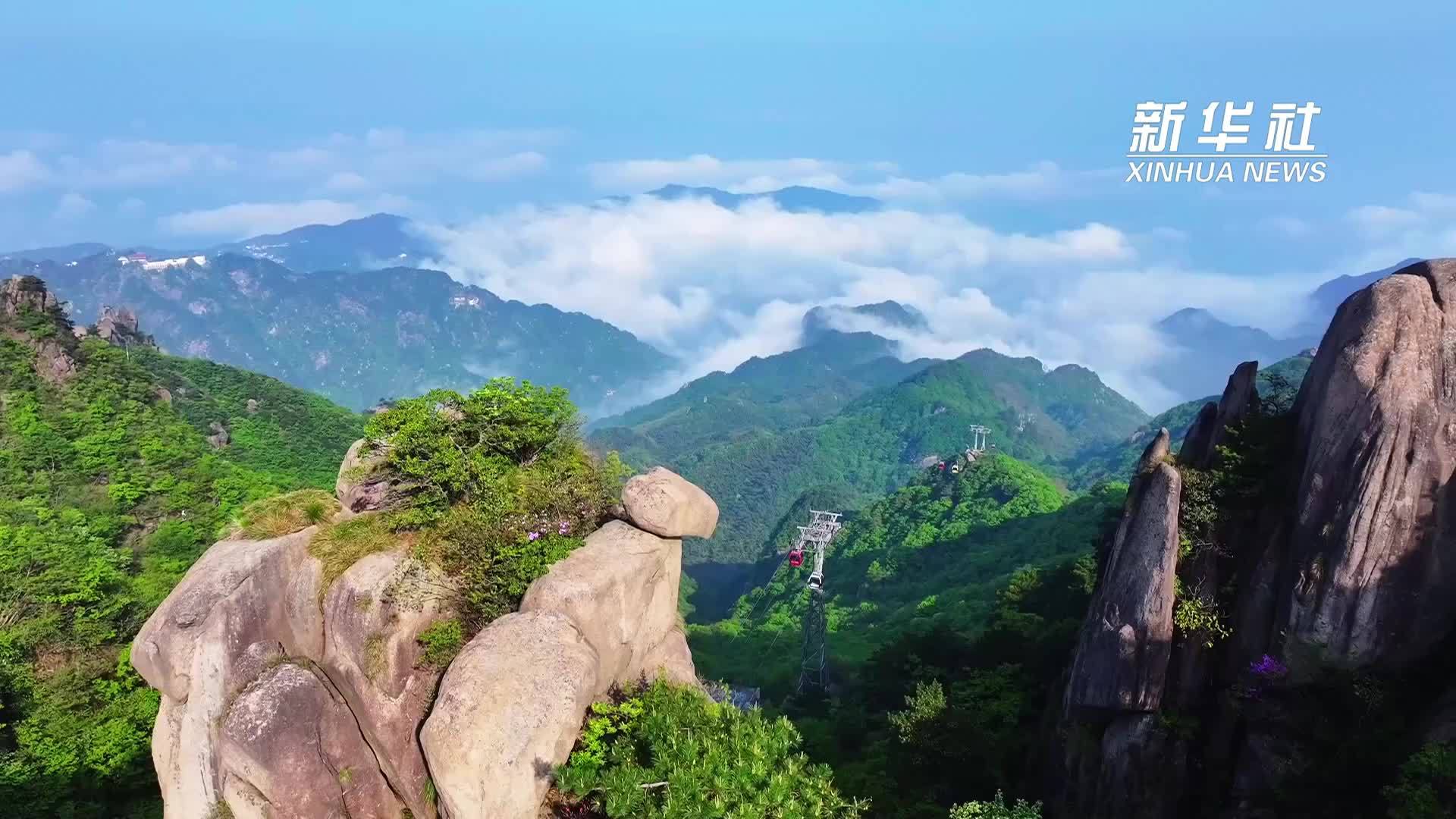 安徽九华山：高山杜鹃美成“天街花市”