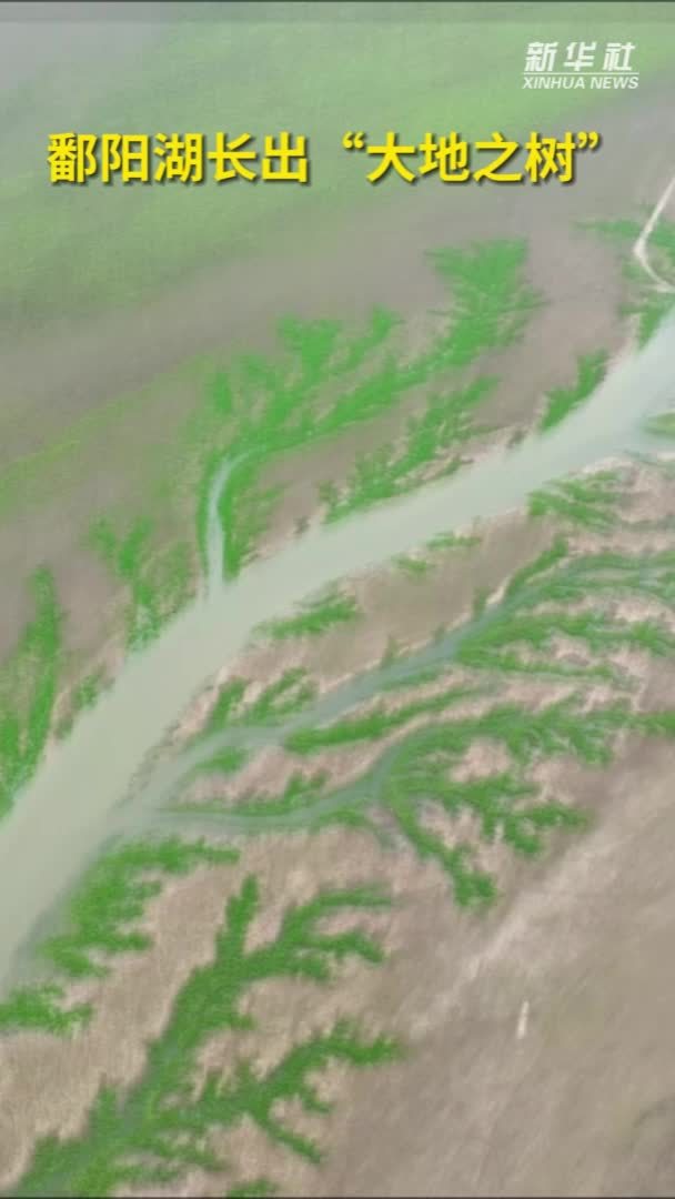秀我中国｜鄱阳湖长出“大地之树”