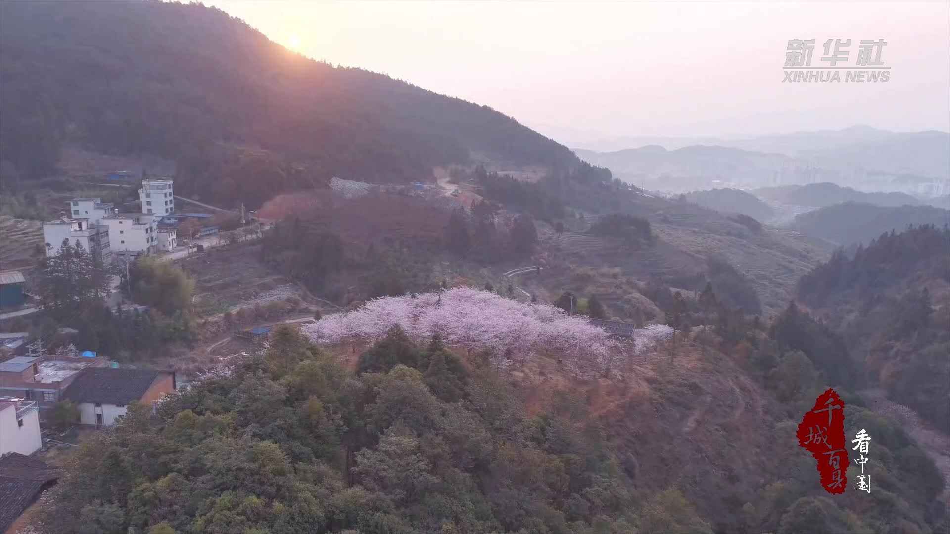千城百县看中国｜福建屏南：樱花漫舞，晕染春天的浪漫