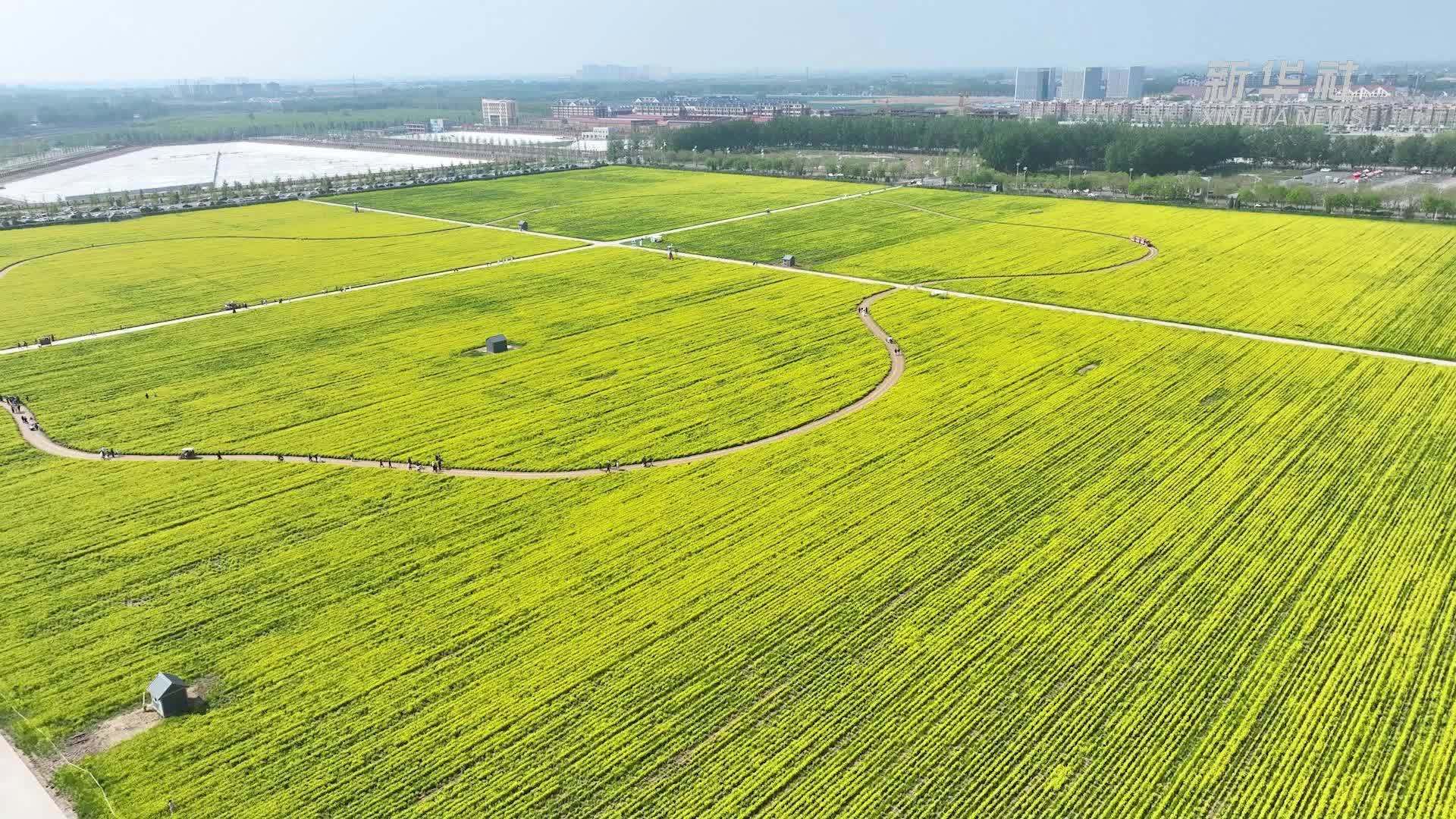 千城胜景｜河北固安：油菜花开迎客来