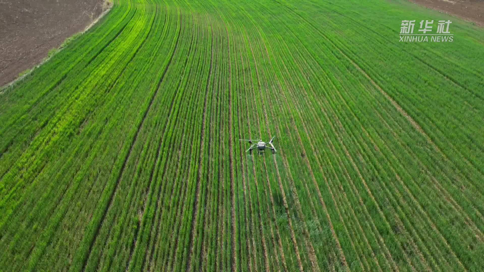 山西泽州：小麦“喝”上抗旱剂