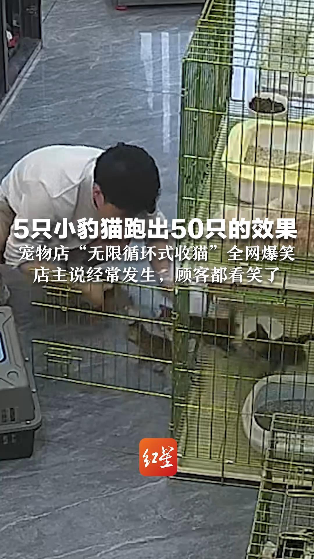 5只小豹猫跑出50只的效果 宠物店“无限循环式收猫”全网爆笑   店主说经常发生，顾客都看笑了