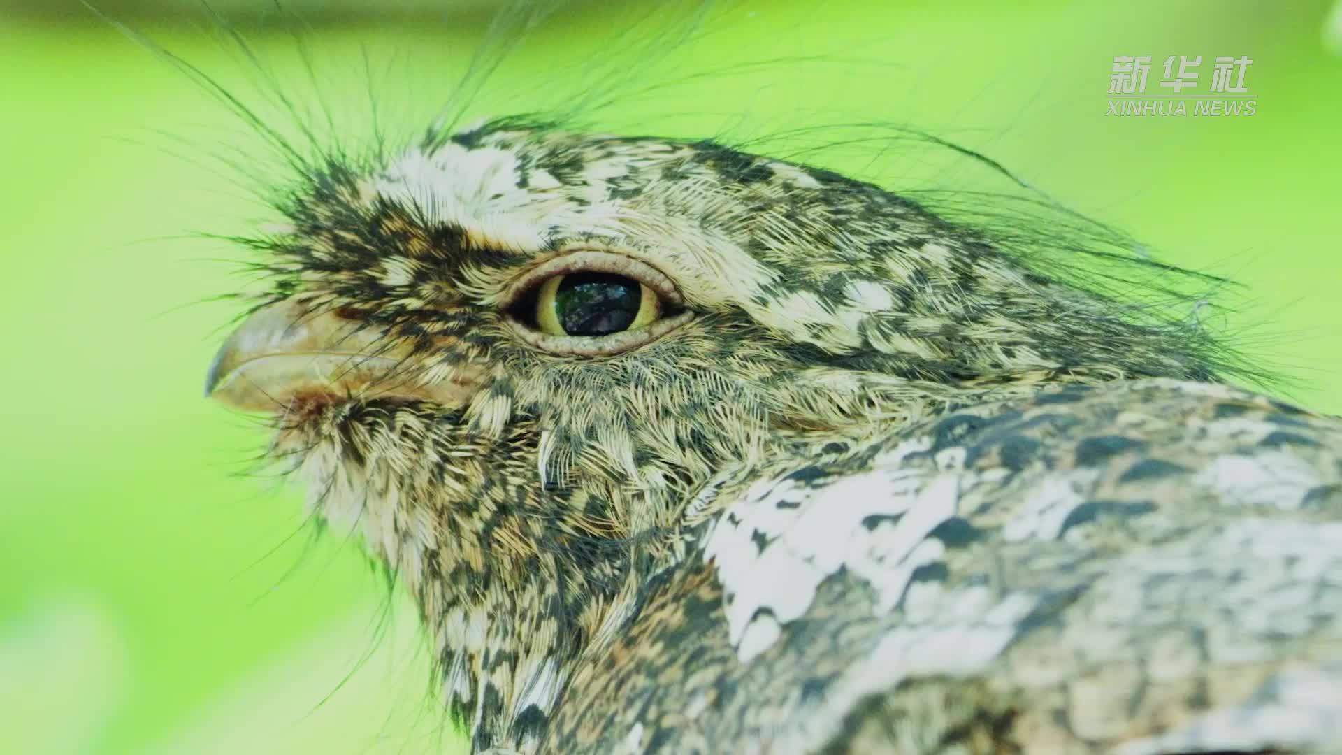 看不到看不到！这种鸟堪比“伪装大师”