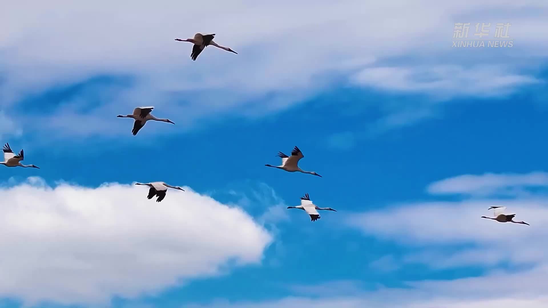 千城胜景｜吉林镇赉：莫莫格的天空舞者