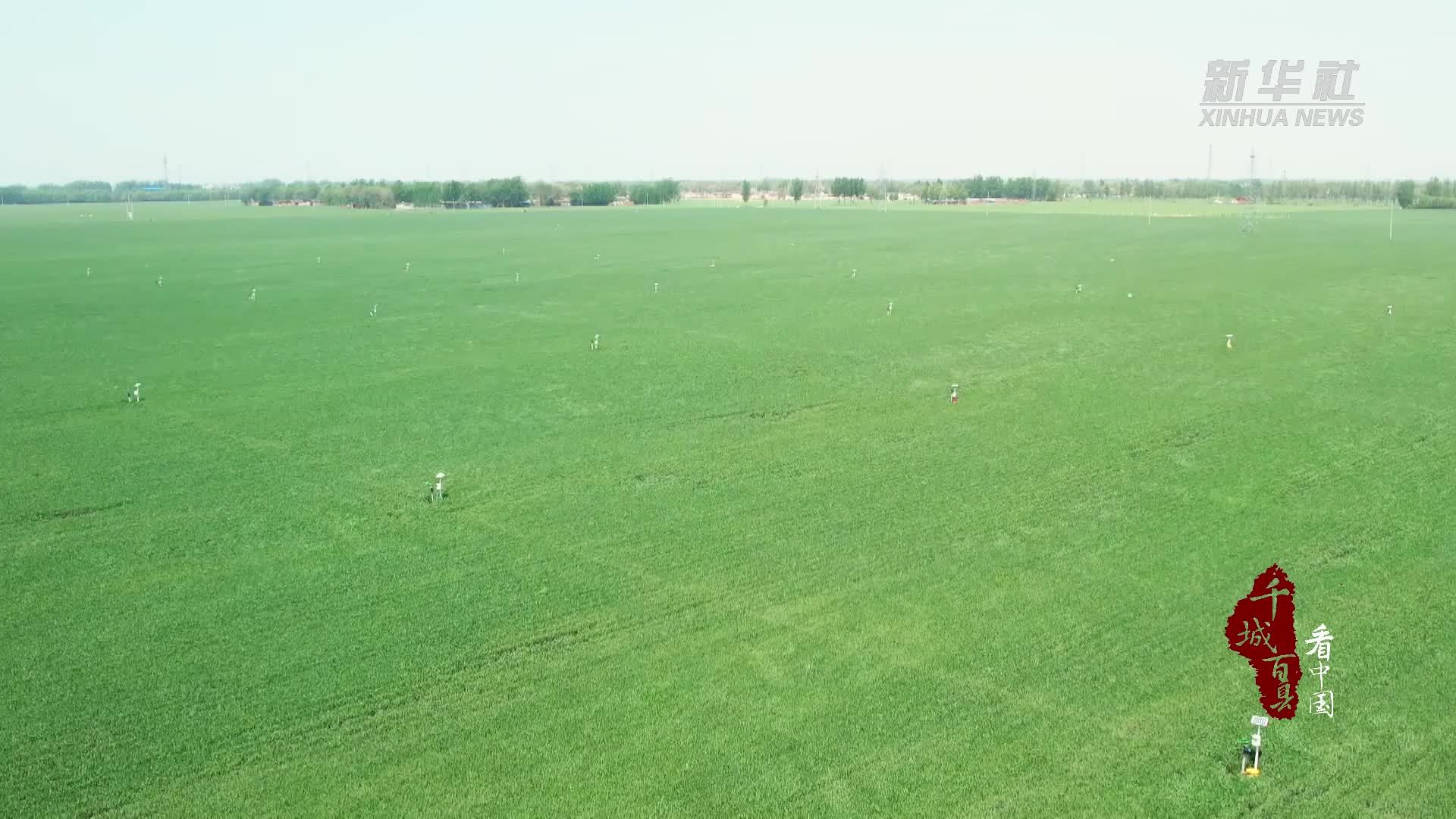 千城百县看中国｜山东阳谷：“一喷三防”护航夏粮丰收