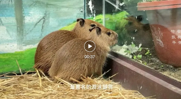长春新晋顶流居然是它们！卡皮巴拉闪现动植物公园！