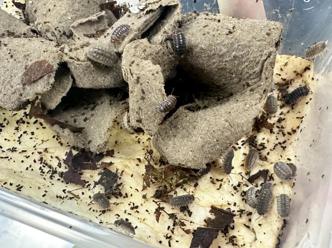 图片来源：“海关发布”微信公众号