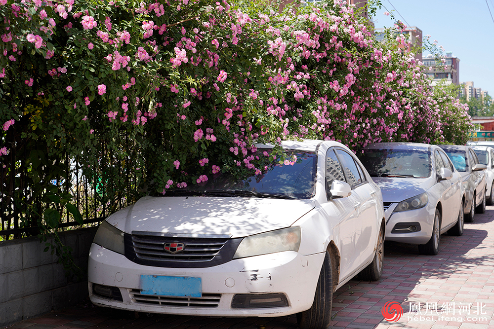 车上的花