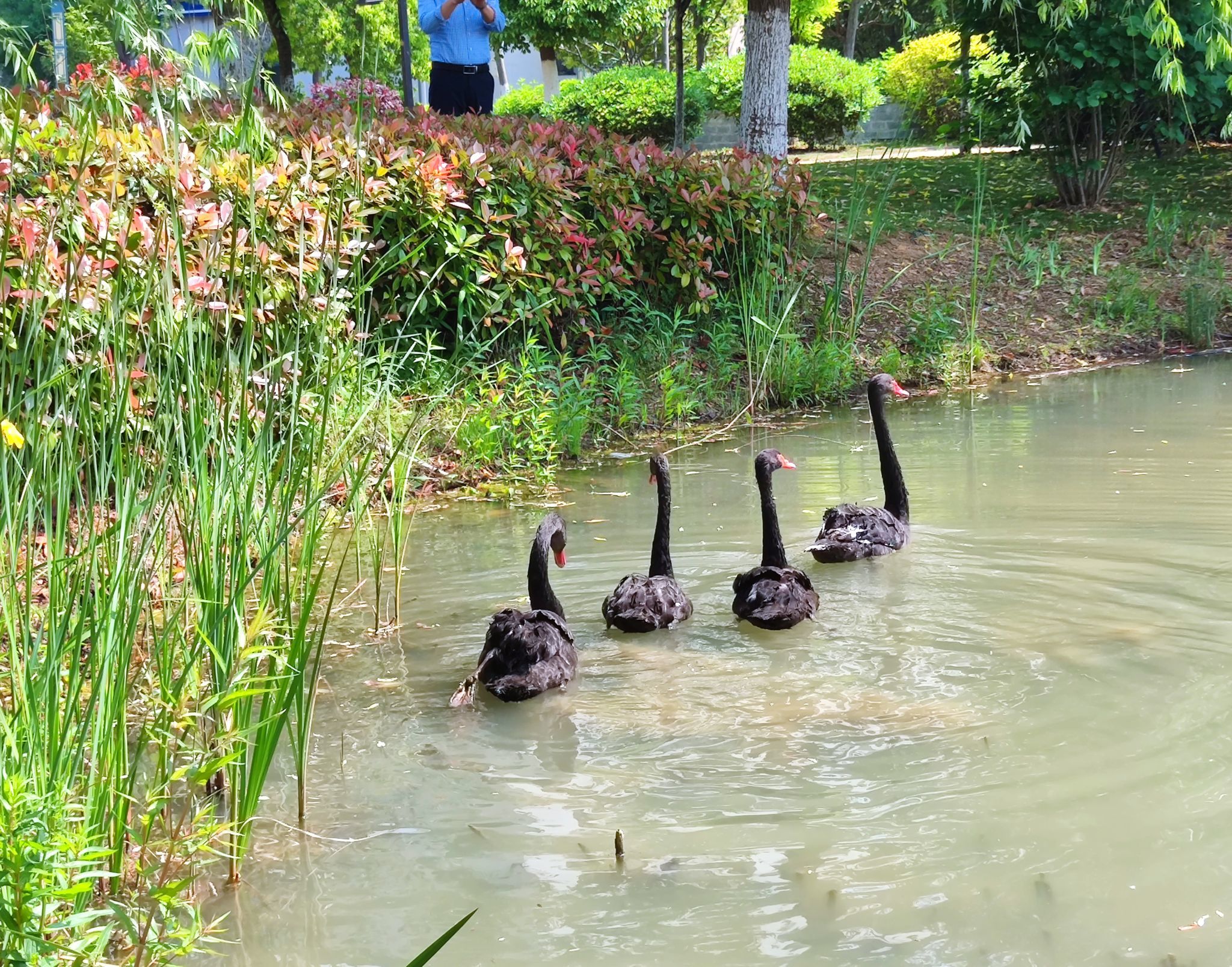 去年4月，安徽师范大学将4只天鹅赠送给安徽中医药大学。安徽中医药大学官网