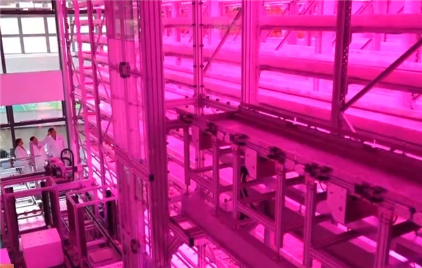 让沙漠成沃土!科学家z轴种菜产量翻100倍