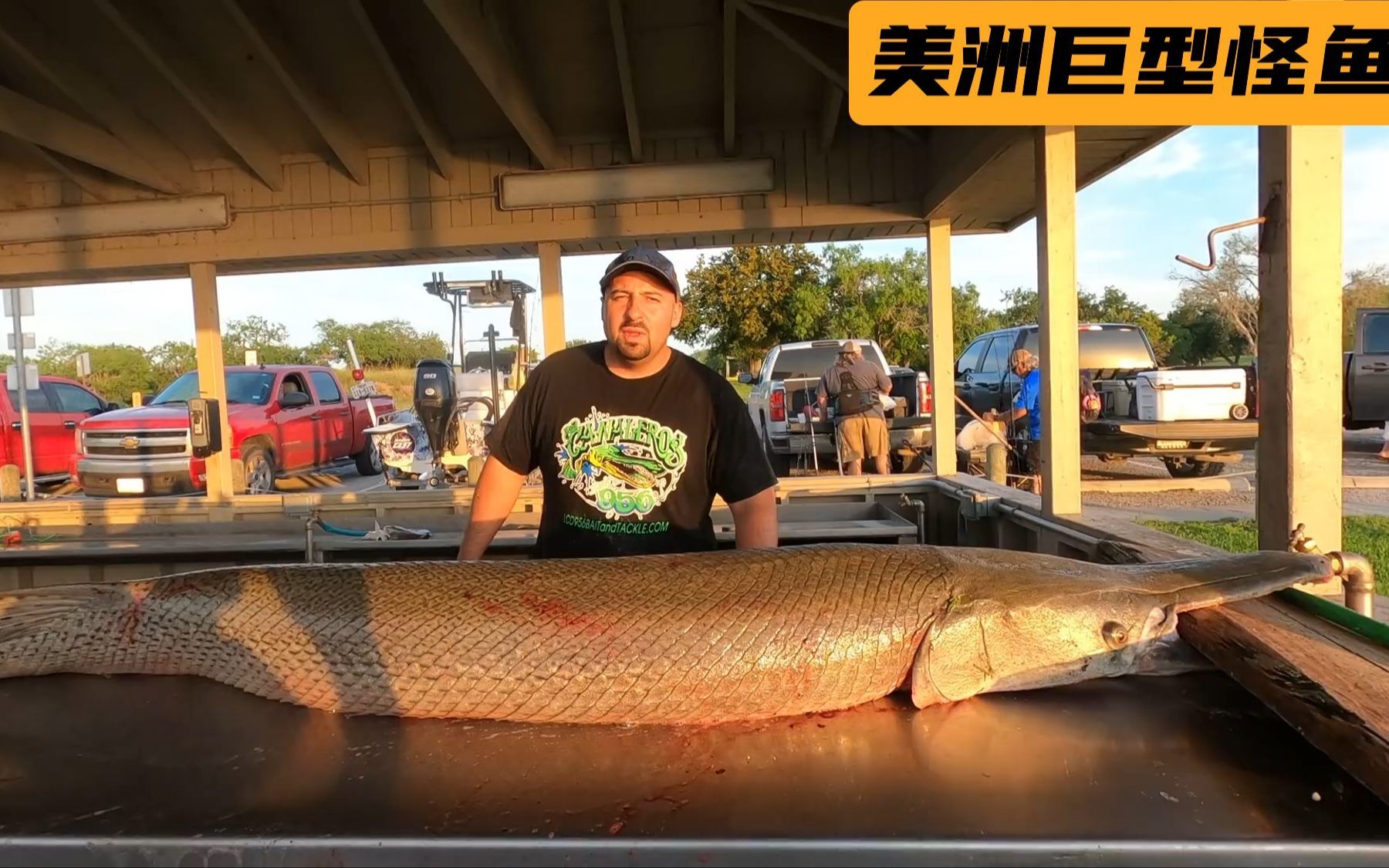 全身铠甲刀枪不入，几乎没有天敌，看巴西人如何宰杀美洲特有怪鱼做美食