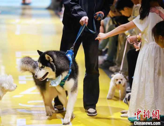 第二届杭州宠物时装周举办。　主办方 供图