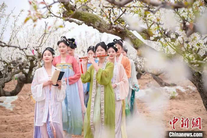 莱阳梨花花海吸引游客游园拍照。纪欣宏 摄