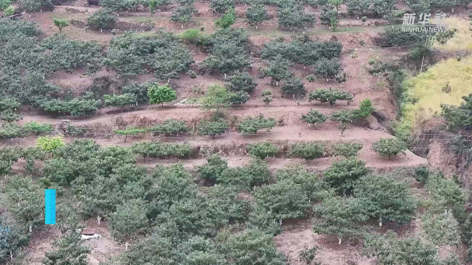 陕西旬阳：田间地头抗旱忙
