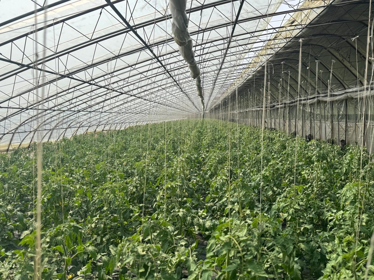 德惠市菜园子镇农户家的温室大棚内暖意融融，一株株柿子秧苗沿着吊线向上伸展，长势喜人。