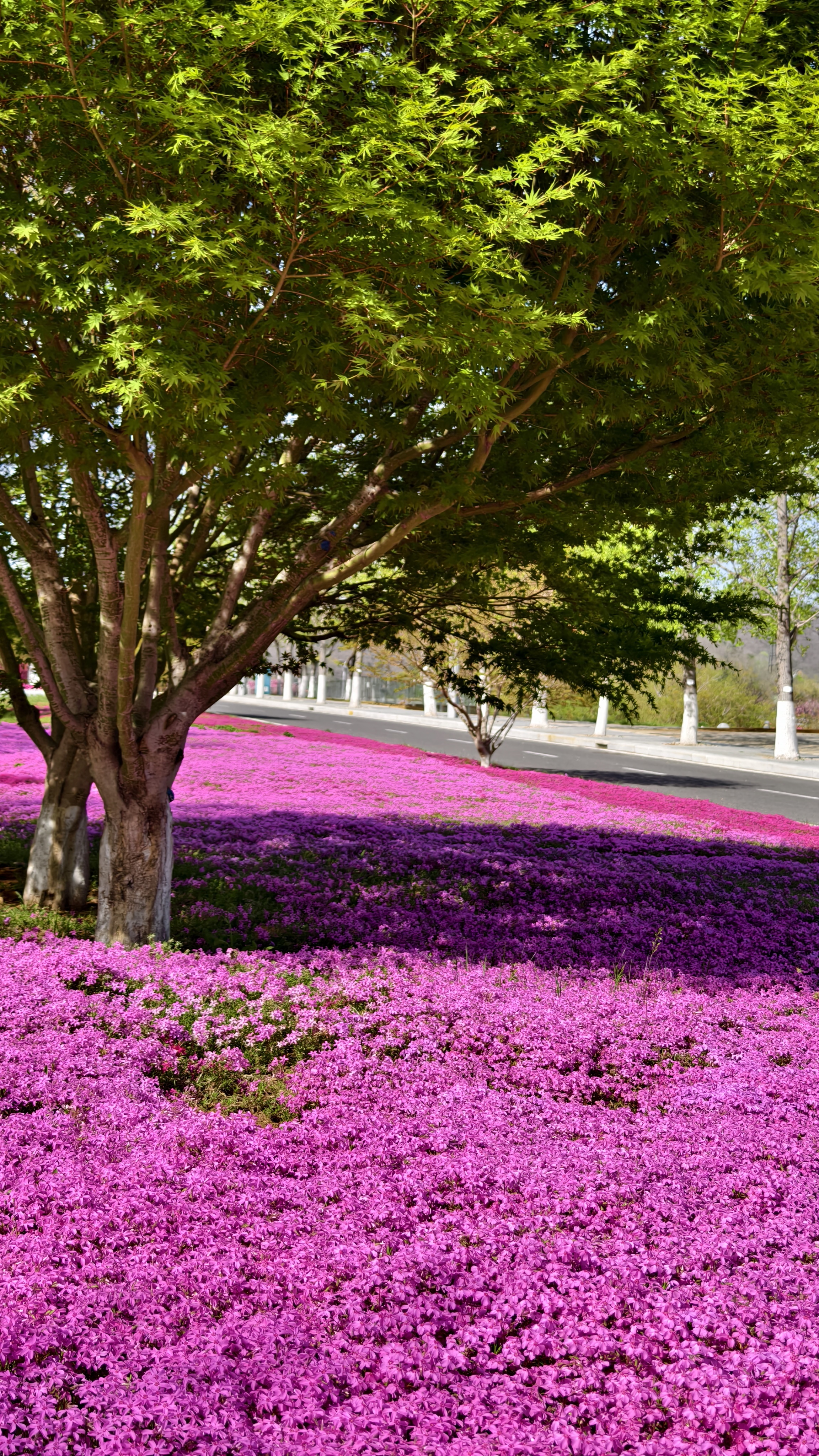 “五一”假期青岛世博园“趣”玩指南！ 绝美芝樱花海+萌宠互动+植物探秘…即刻出发！