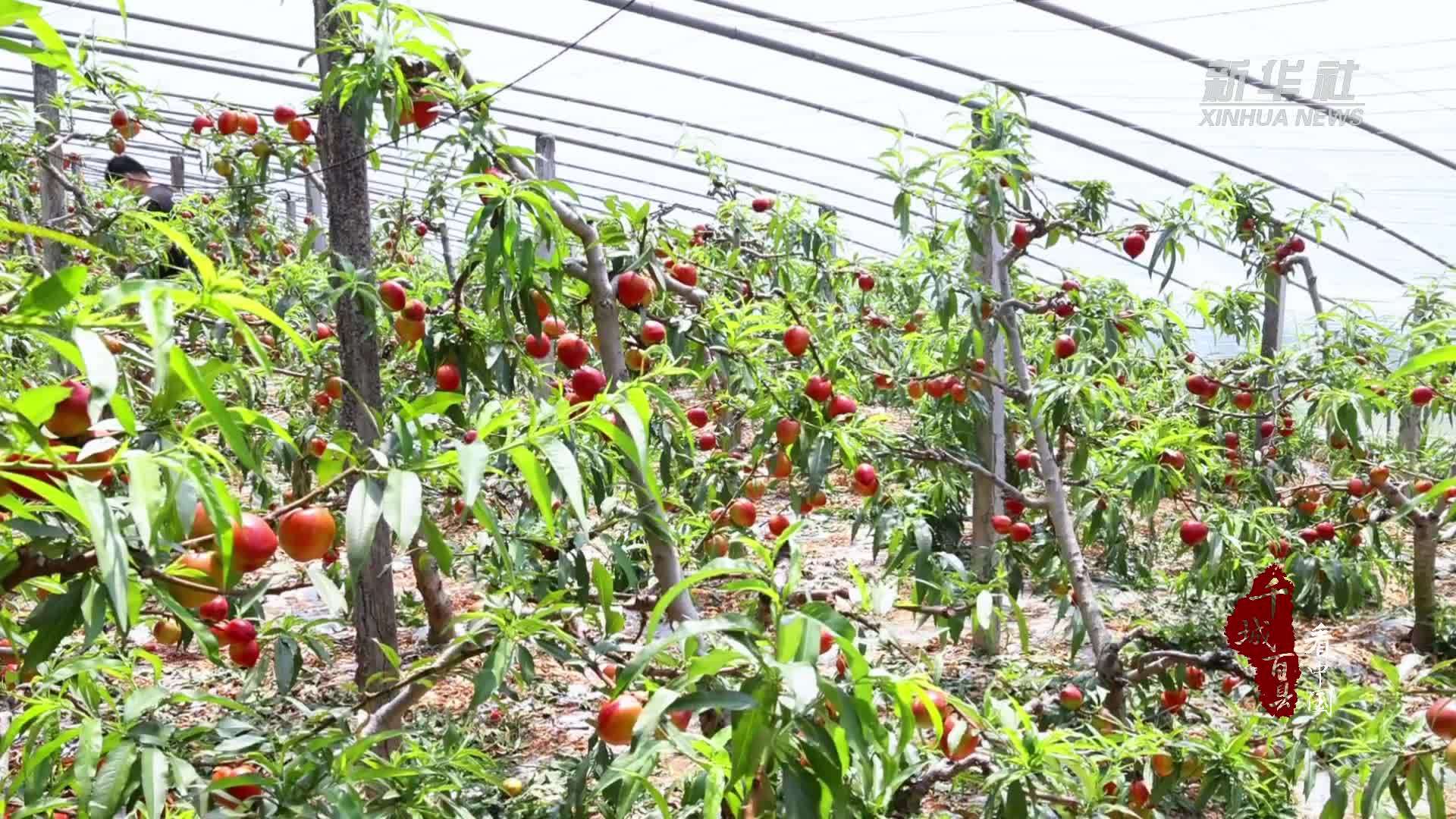 千城百县看中国｜山东沂南：大棚油桃抢鲜上市
