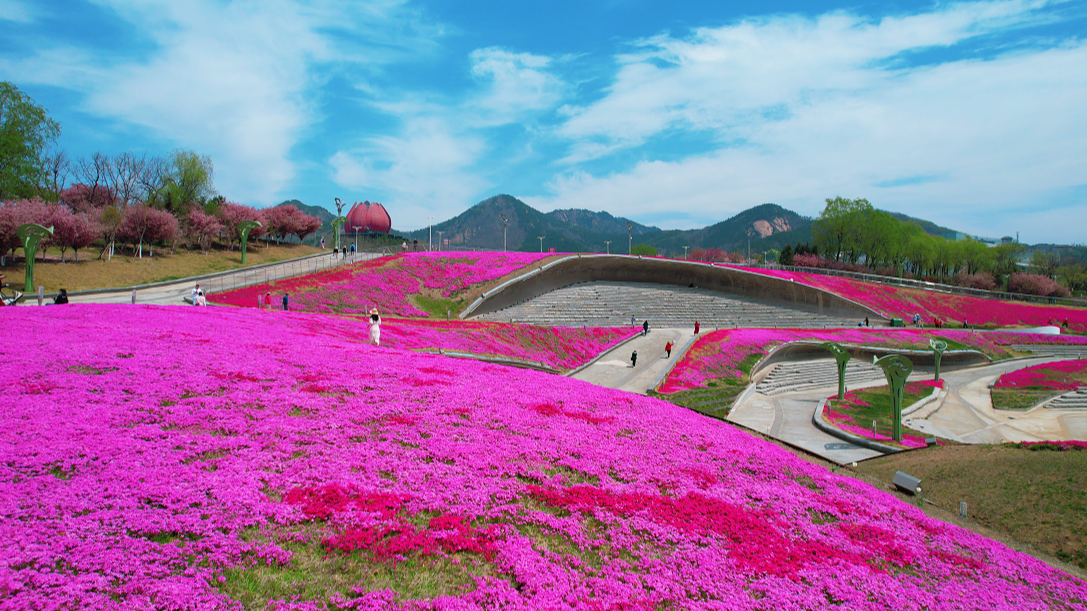 “五一”假期青岛世博园“趣”玩指南！ 绝美芝樱花海+萌宠互动+植物探秘…即刻出发！