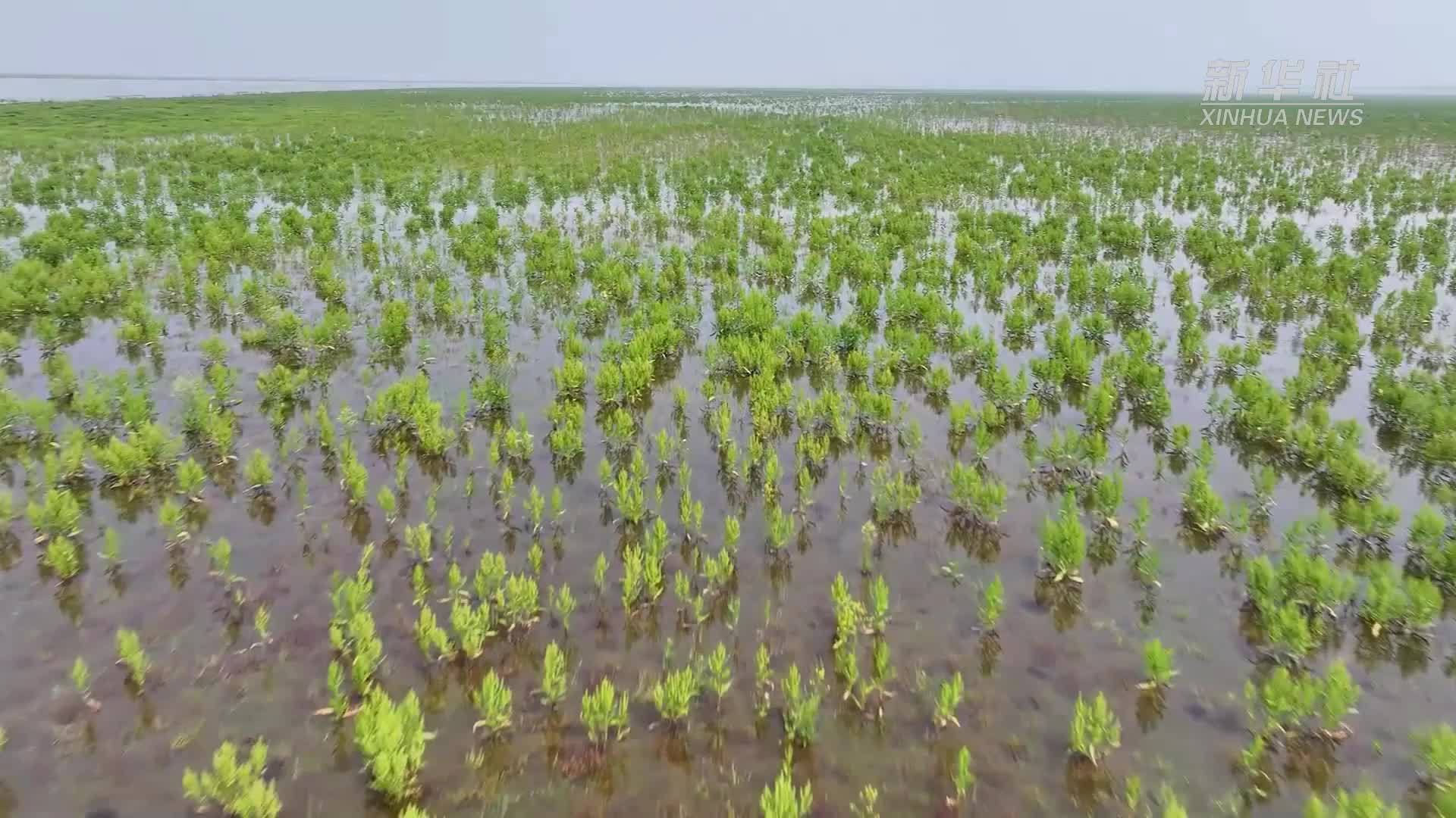 无人机拍下鄱阳湖鱼群草洲觅食产卵场景