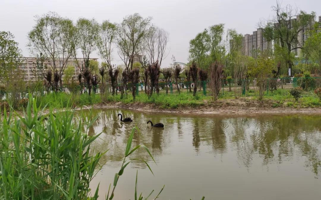 从荒地到乐园！睢宁一中把校园角落变成微型生态公园