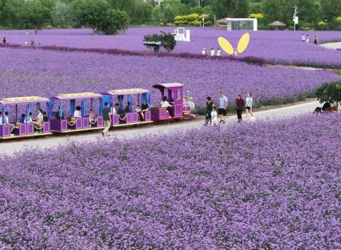 智能移栽+精准滴灌　金川区“绝绝紫”浪漫你期待吗