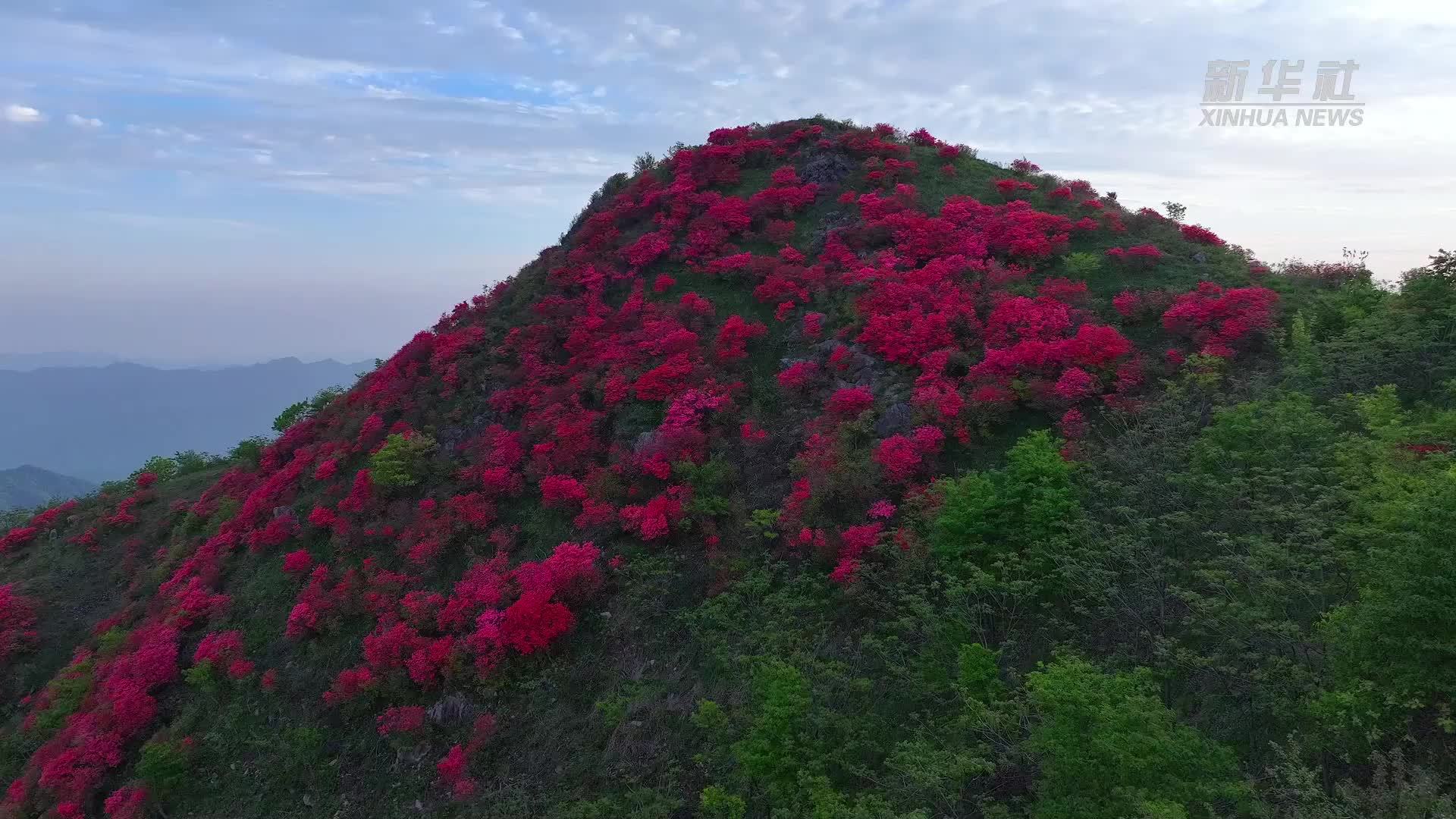 安徽池州：高山杜鹃映山红