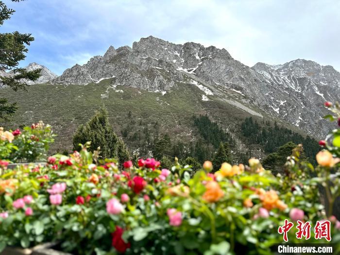 4月30日，甘肃陇南市宕昌县，官鹅沟国家森林公园新增的雷古山索道游览项目，为游客提供全新赏景视角，吸引周边游客打卡。雷古山下绿树成荫，山上白雪皑皑，为游客带来“一天四季”的独特体验。图为雪山与鲜花相映成趣。官鹅沟由官珠沟、鹅嫚沟、雷古山等核心游览区组成，2022年被确定为国家5A级旅游景区。据了解，“五一”假期期间，雷古山索道往返票价享五折优惠。闫姣　摄