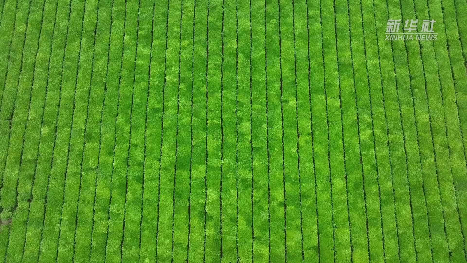 江西泰和：采茶机助力春茶采摘“加速度”