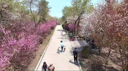 人间最美四月天 不负春光与时行——动植物公园邀您“上春山 共赴花路之约”