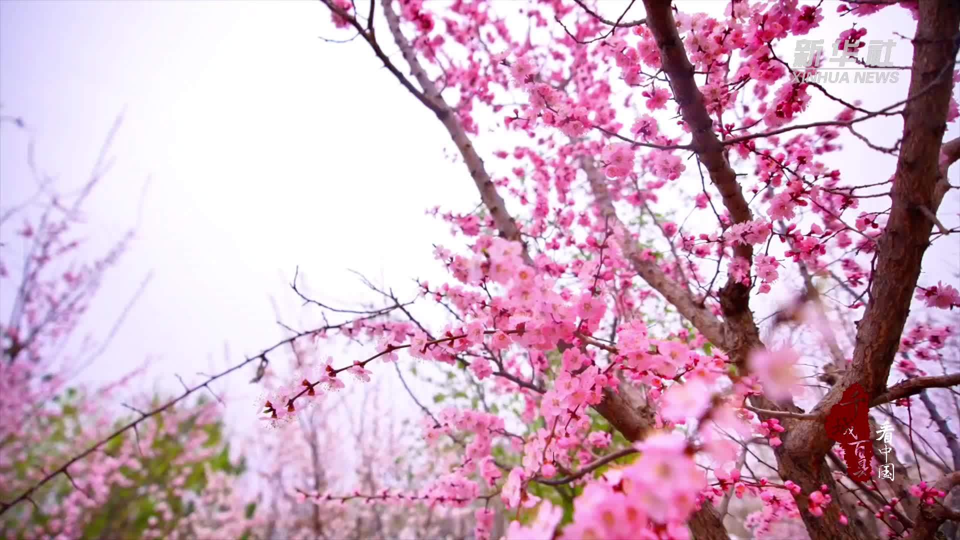 千城百县看中国｜吉林白城：千顷杏林竞相绽放