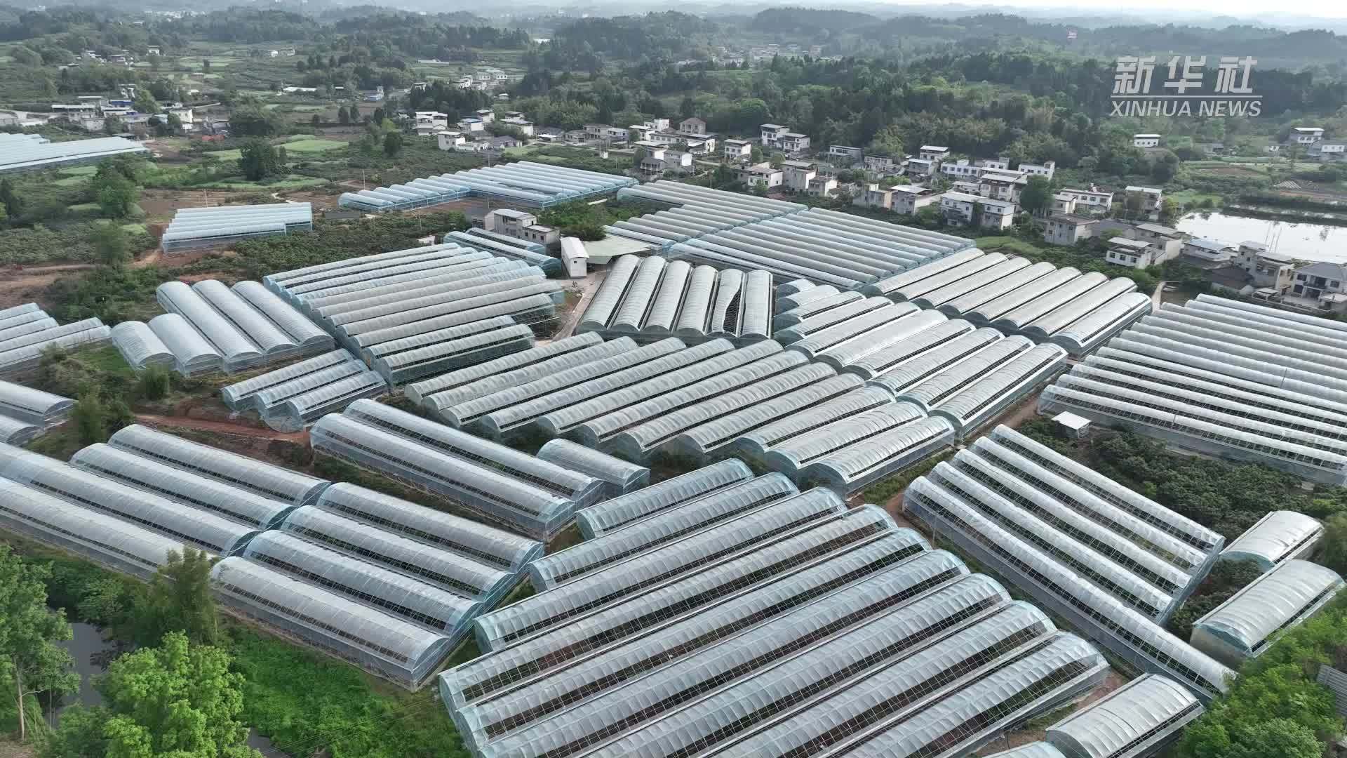 四川仁寿：此家种果彼家采 摘尽枇杷一树金