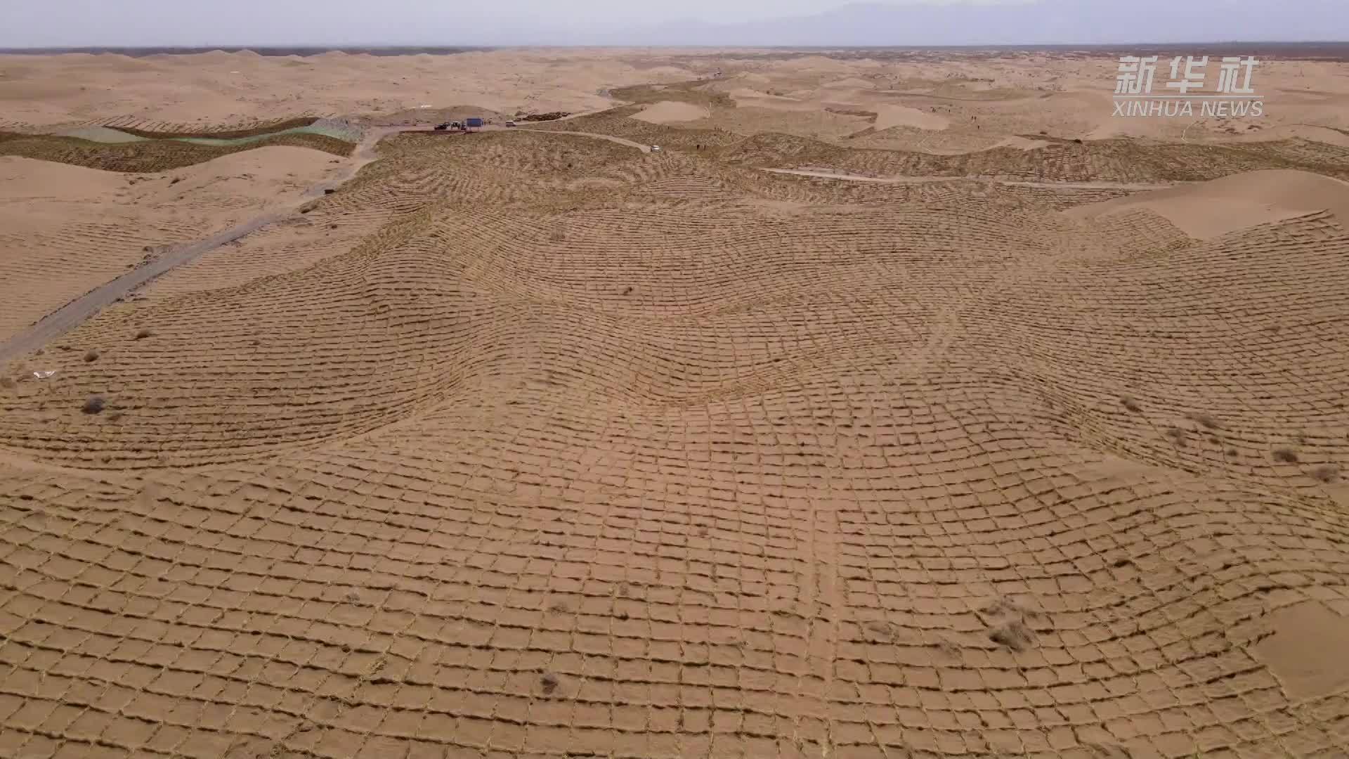 甘肃临泽：生态增绿 治沙增收