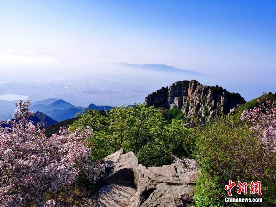 泰山上的海棠怒放，与古老的泰山古建筑群、题词碑刻相映生辉。柳萍 摄