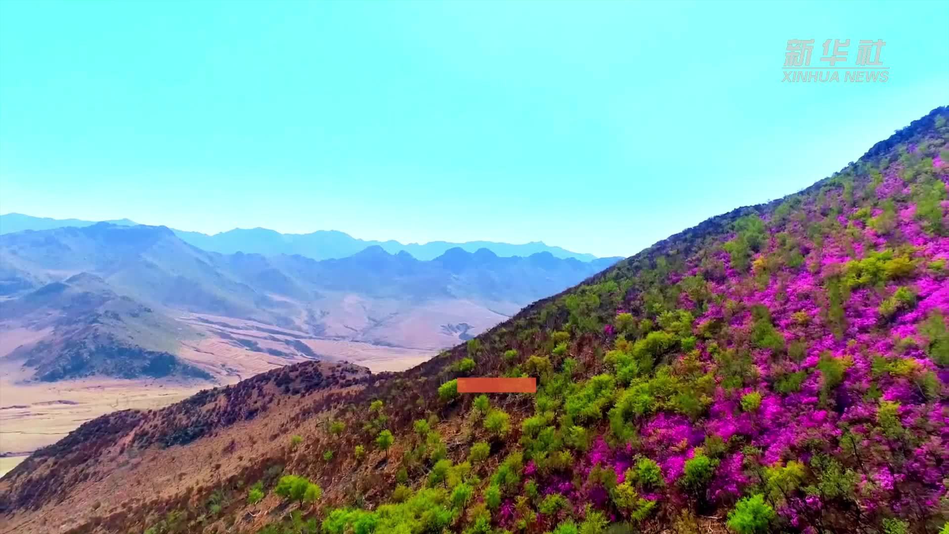 千城胜景｜巴林右旗：杜鹃花开正当时