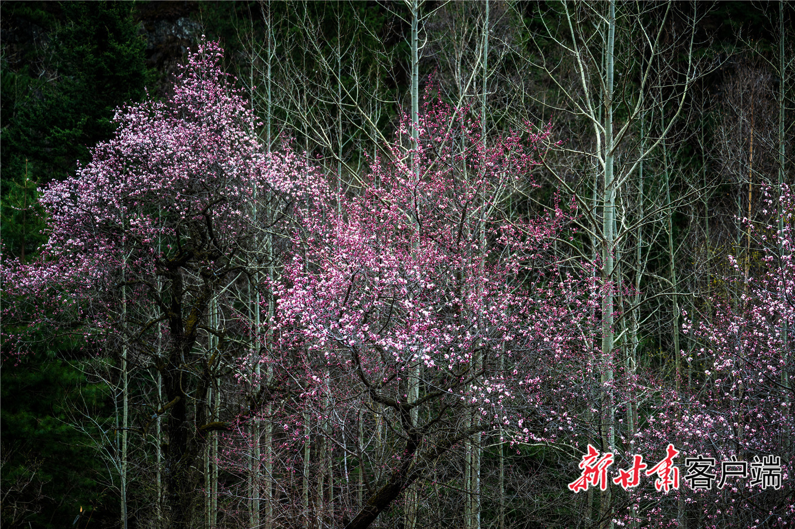 天祝三峡杏花盛开　新甘肃&middot;甘肃日报通讯员　张廷爱　摄