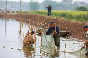 圖為：江西九江市彭澤縣彭澤鯽良種場工人正在網(wǎng)魚苗。（彭琴 攝）