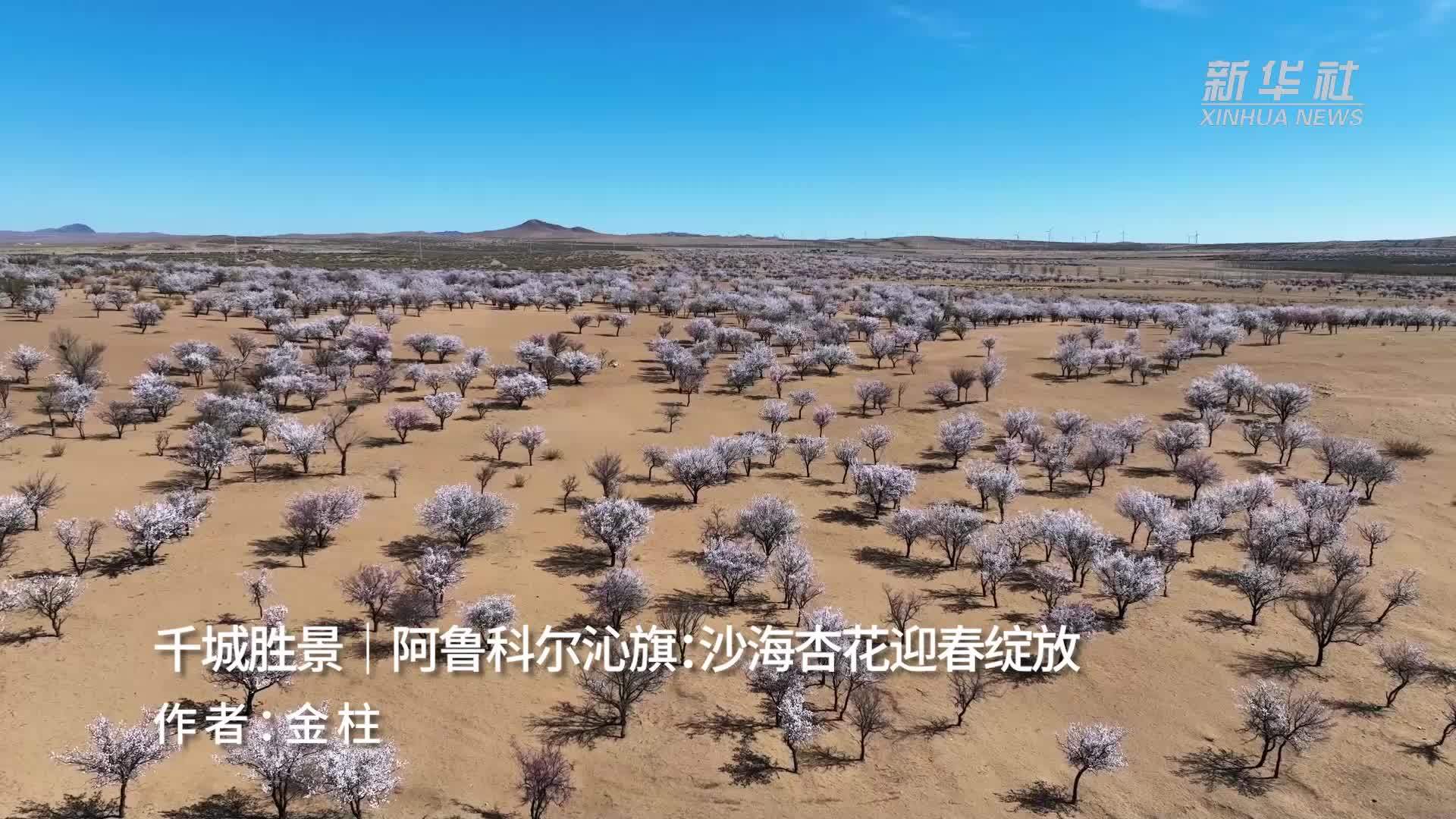 千城胜景｜阿鲁科尔沁旗：沙海杏花迎春绽放