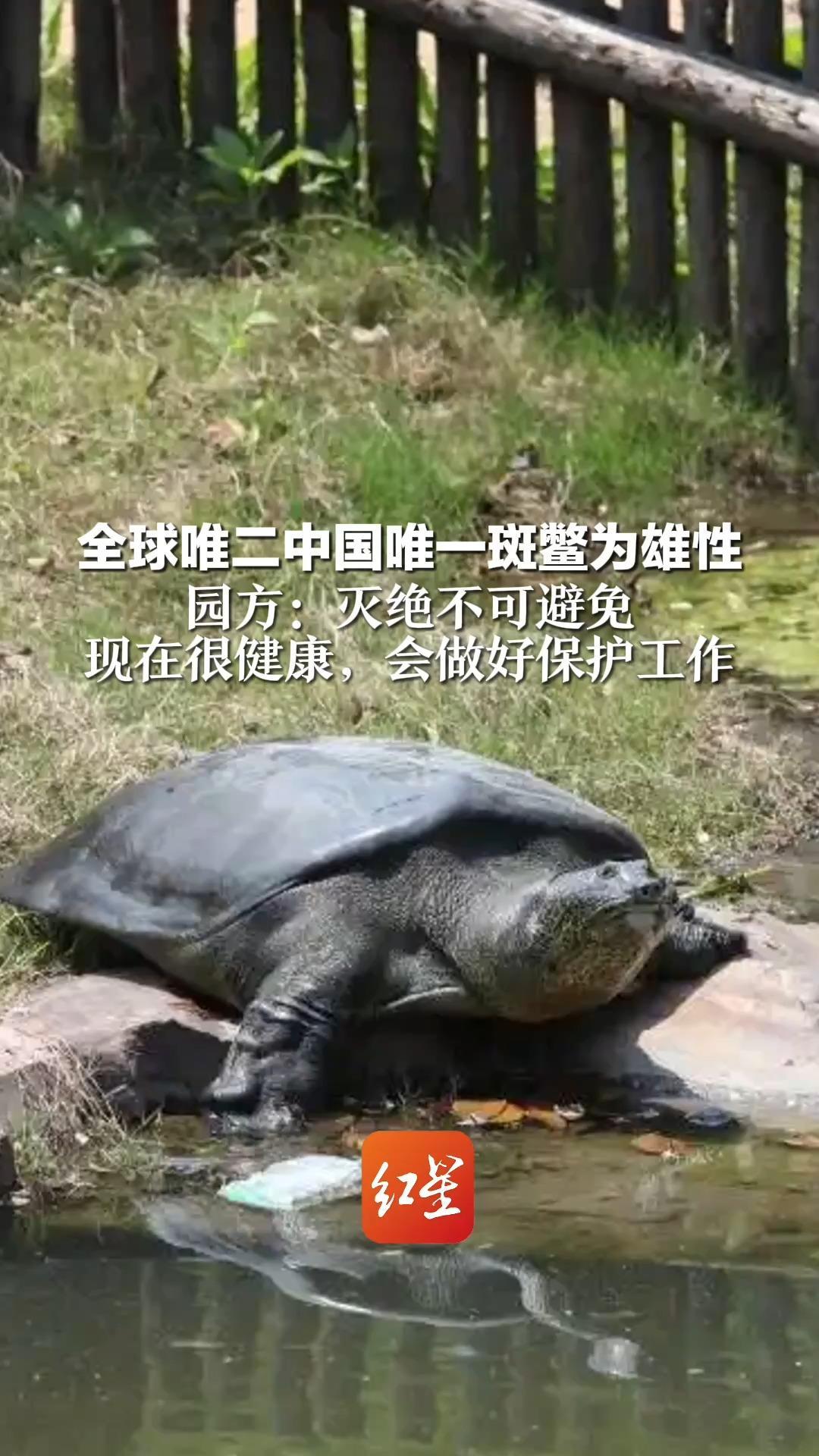 全球唯二中国唯一斑鳖为雄性  园方：灭绝不可避免  现在很健康，会做好保护工作