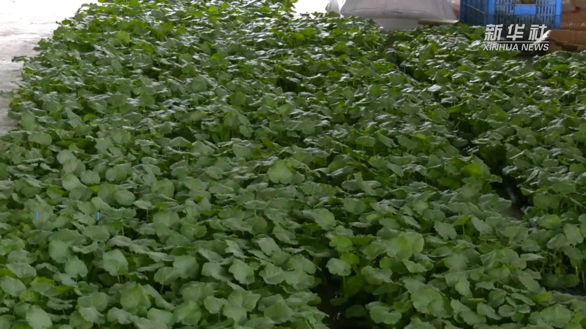 商户供苗+农场种植“订单式农业”助农增收