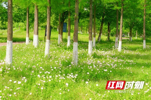 粉色的花朵层层叠叠缀满枝头，在阳光下泛着柔和的珠光。