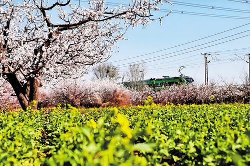 3月22日，一趟列车从枣强县东李纸坊村千亩杏花旁驶过。