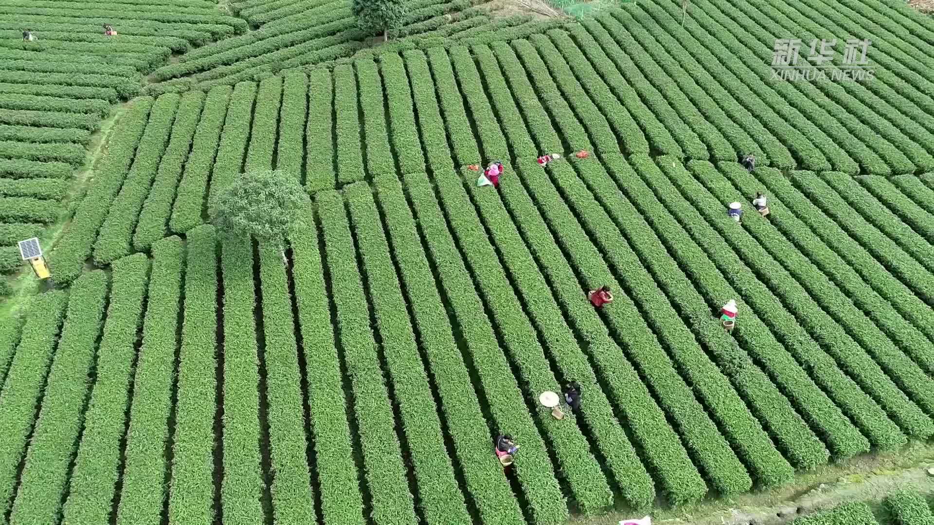 助力茶产业发展 江西遂川县打造数字茶园
