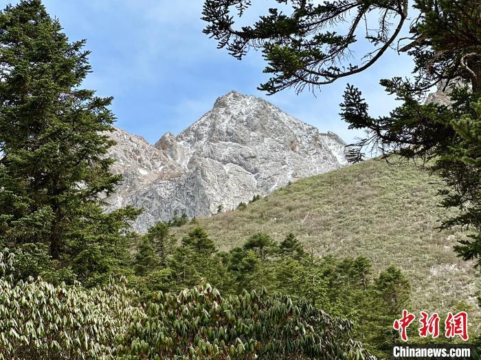 图为雪山与绿植形成鲜明对比。官鹅沟由官珠沟、鹅嫚沟、雷古山等核心游览区组成，2022年被确定为国家5A级旅游景区。据了解，“五一”假期期间，雷古山索道往返票价享五折优惠。闫姣　摄