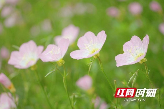 月见草虽然名字带“草”，近看却是瓣薄如翼的粉嫩花朵。