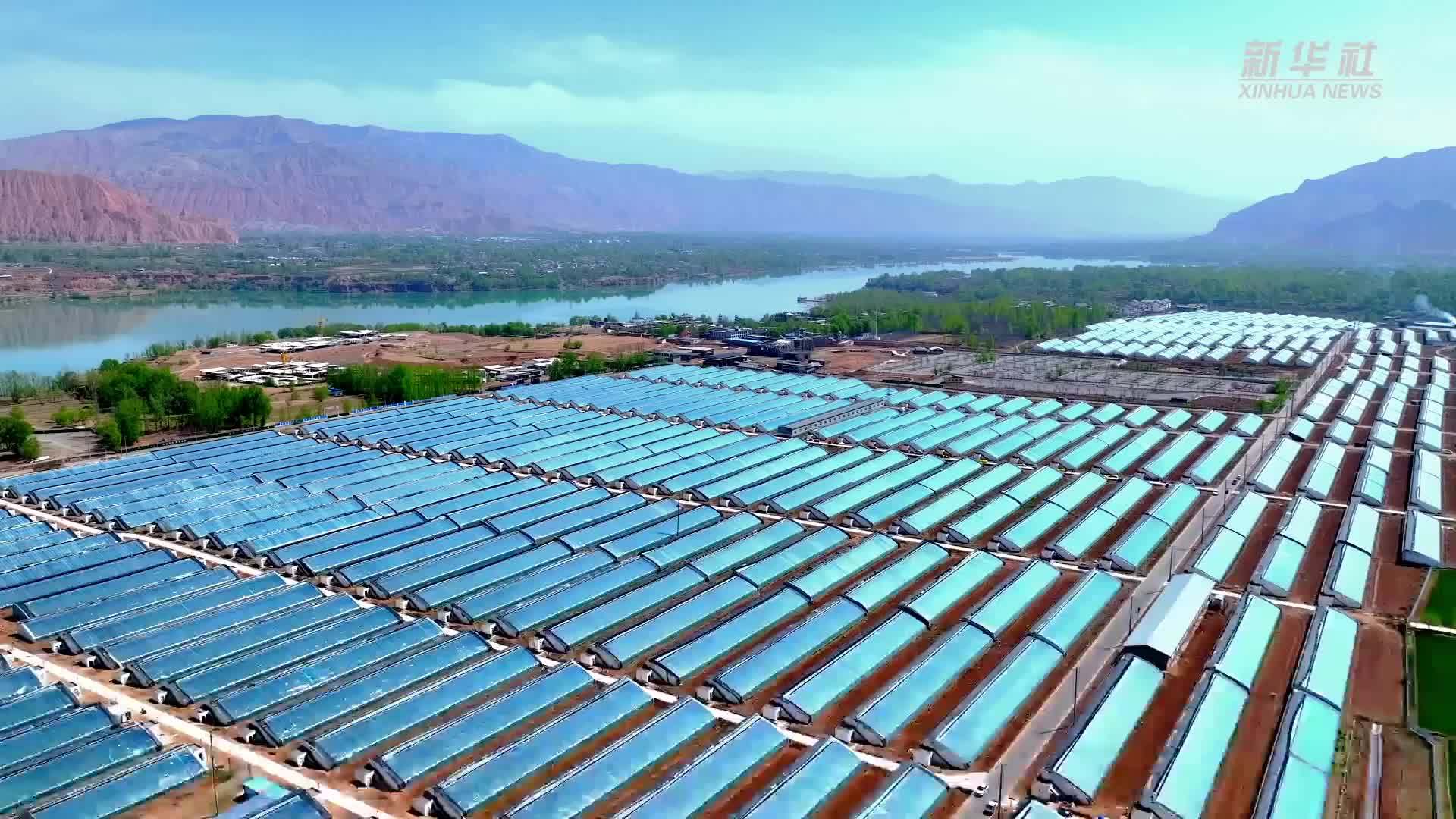 青海循化：果蔬种苗销售旺