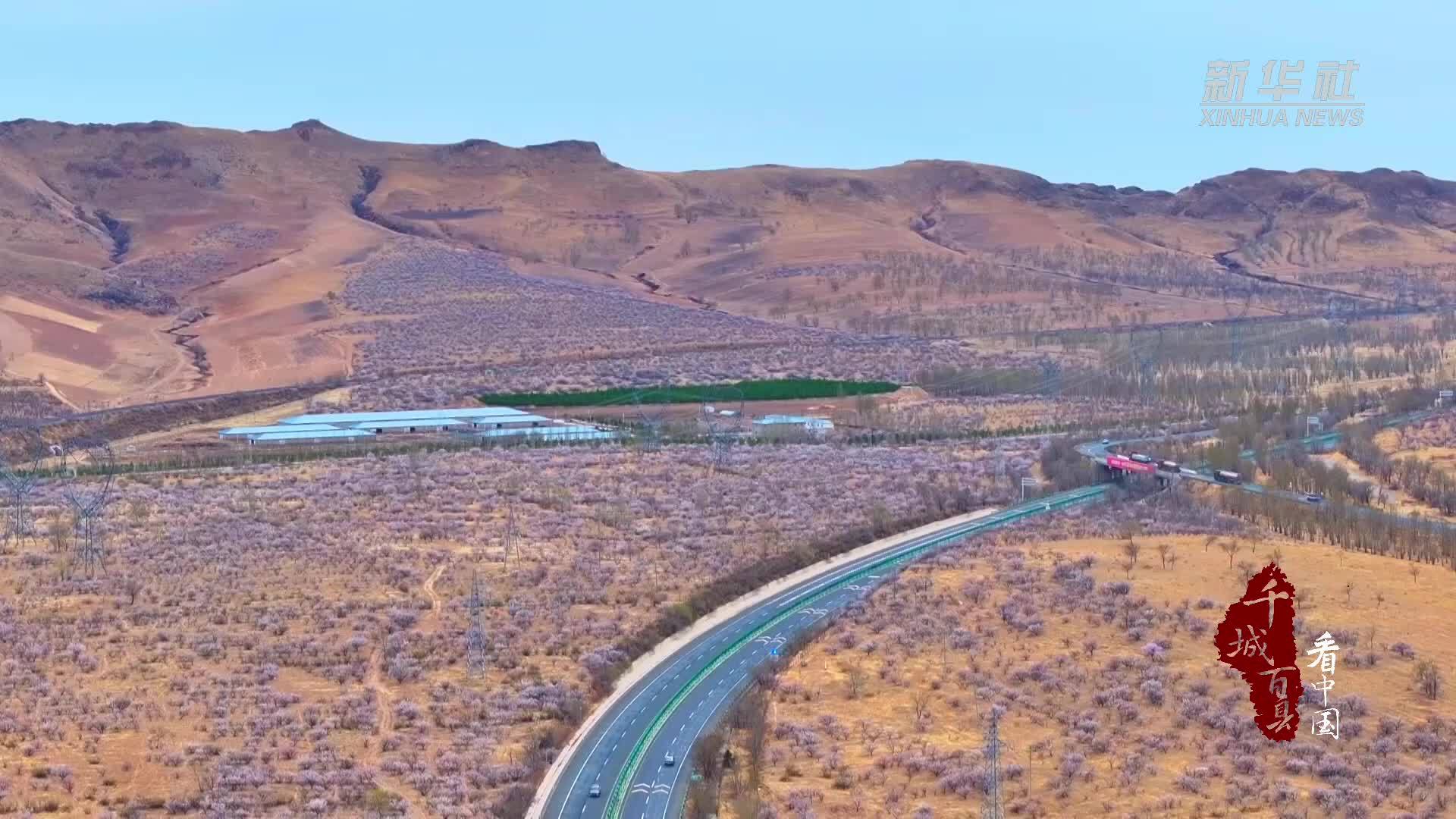 千城百县看中国｜内蒙古：60万亩杏花应时开放