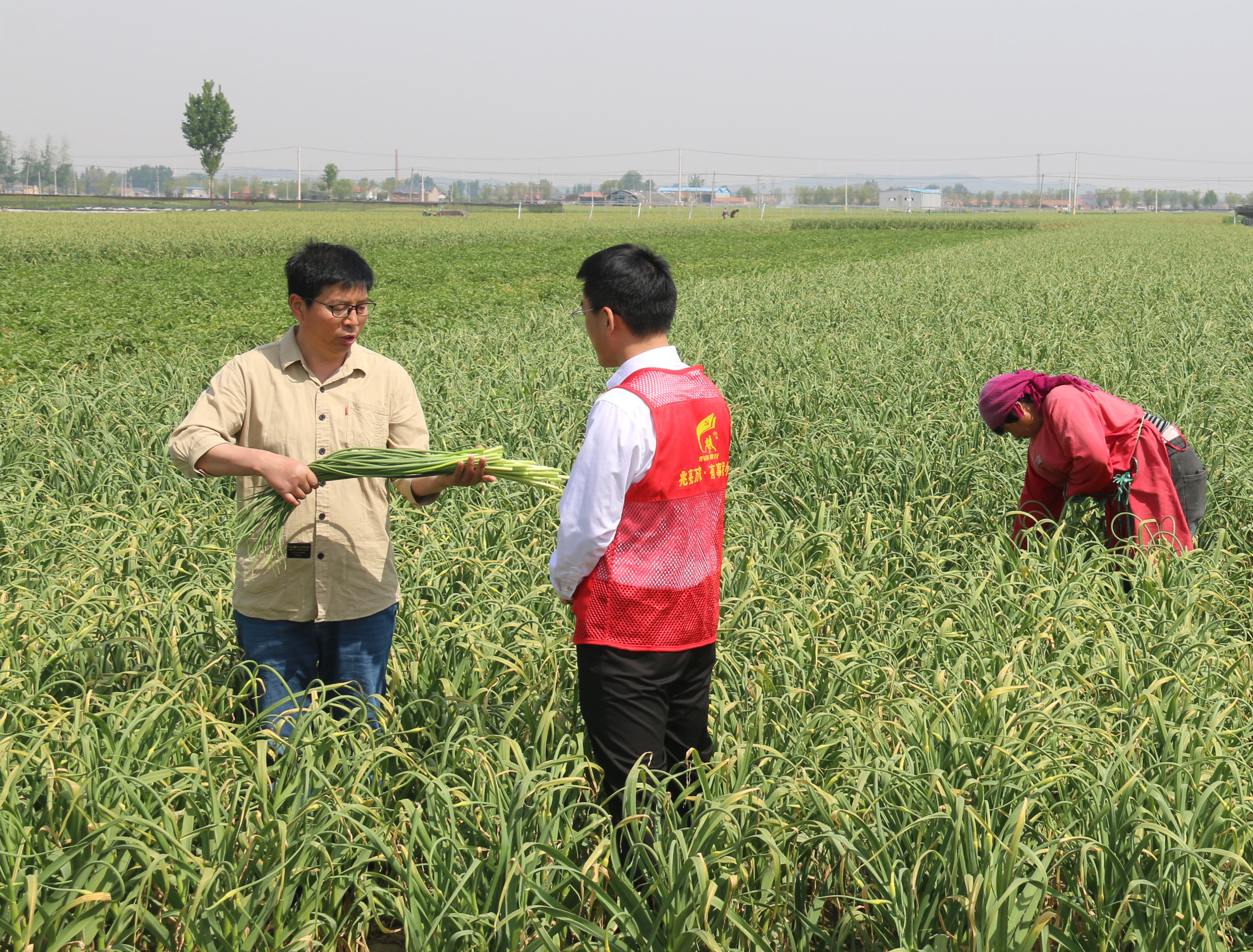青岛平度：6万亩蒜薹陆续上市 田间地头产销两旺