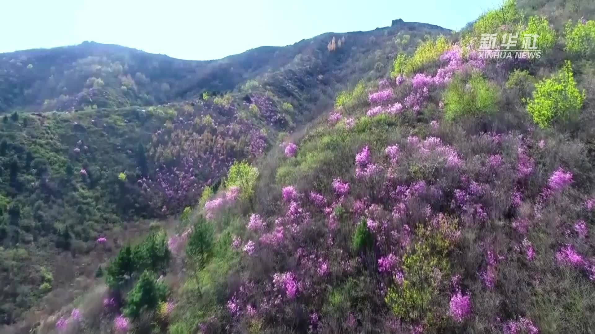 千城胜景｜河北秦皇岛：杜鹃花开处 春色正浓时